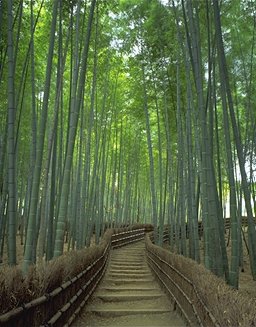 Bamboo
